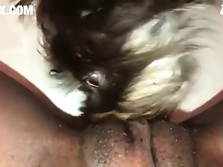 [480x270] Part 2 Puppy Eat Virgin Black Pussy z00.rocks = zoo porn without any ads Converted New