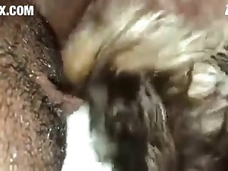 [480x270] Part 2 Puppy Eat Virgin Black Pussy z00.rocks = zoo porn without any ads Converted New