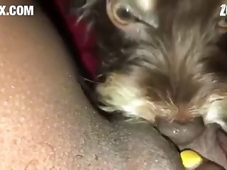 [480x270] Puppy Enjoys Eating Virgin Pussy z00.rocks = zoo porn without any ads