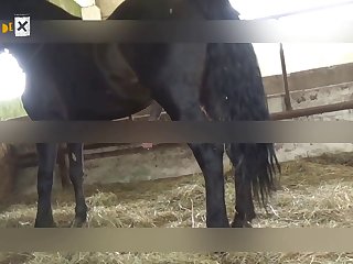 Horse sex with Roundass