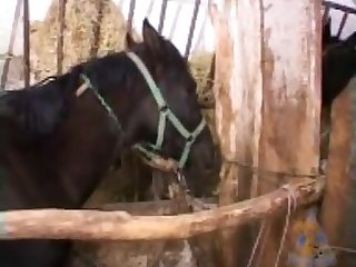 Balkan Bizzare Horse