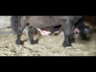 Step Dad Fucking Old Animal Porn with , Free Old Fucking Porn Video Ff