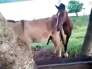 Gay Horse And Donkey