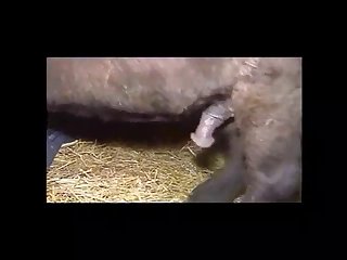 Cute Animal Porn with Amateur Craves Cock