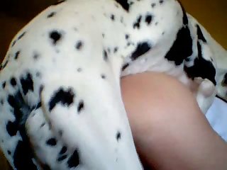Dog Moved Up And Put His Paws On The Back Of This Bitch In Heat And Started Thrusting Wildly Towards Her Hotwaiting Pussy