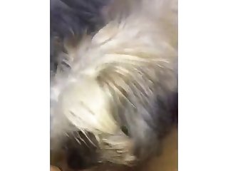 قالت بعبوس بسيط. انحنت وانتقل الذئب مباش ة إلى مهبلها