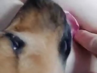 Dog Licking Bbw Pussy And Asshole