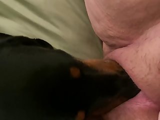 Dog Licks A Fat Bbw Pussy