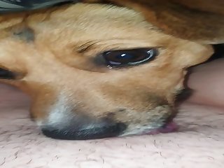 Horny Teen Licked By Her Dog