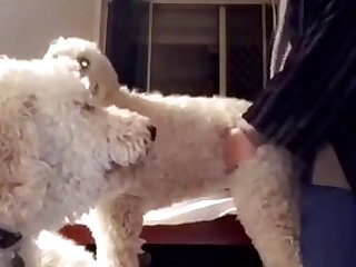 Boy Fucks His Mothers Dog In The Ass