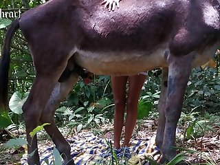 Bestiality Porn Blowjob