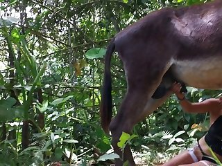 Bestiality Porn Blowjob