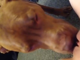 Animal Fucks Women Porn