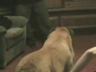 Animated Animal Porn Gifs