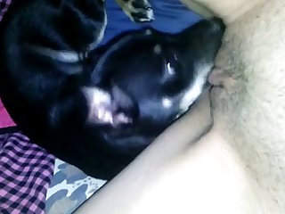Porn Com Animal
