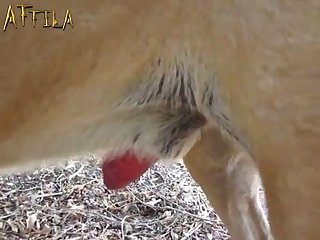 Www Tickzoo Torrent