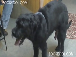 Porno Zoofilia Mulher