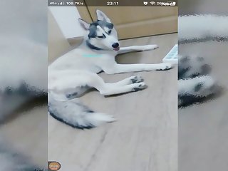 Animal Sex Xxx Video