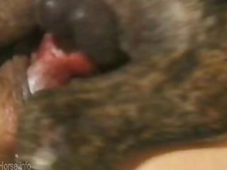 Animal Sex With Girl.com