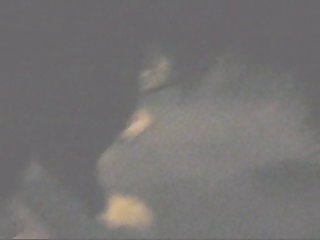 Animal Dog Sex Videos