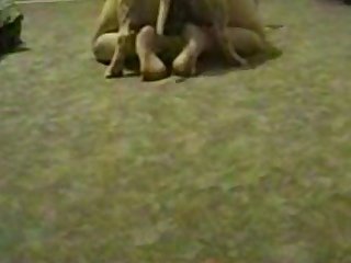 Area 51 Animal Sex
