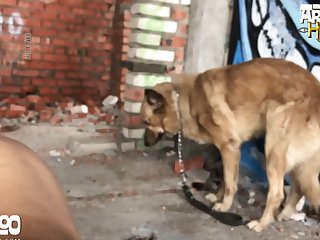 Porn Video Dog And Women