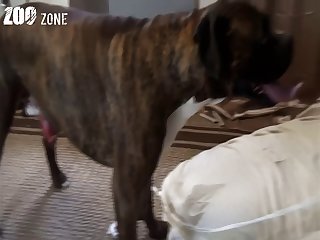 Amateur Girl Dog Porn
