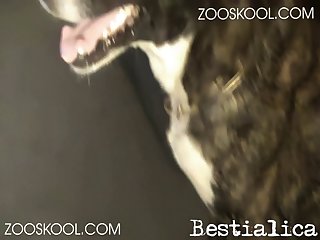 Animal Sex Russian