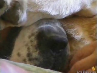 3d Animal Sex Compilation