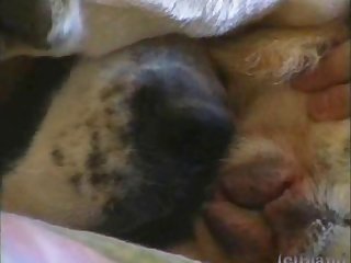 3d Animal Sex Compilation