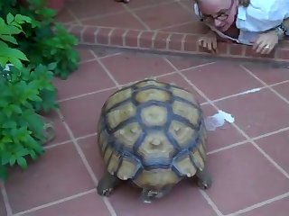 Animal Sex Woth Human