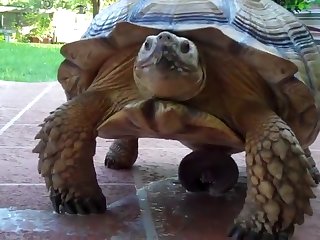 Animal Sex Woth Human