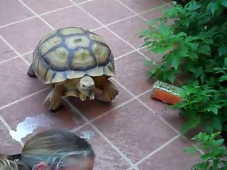 Animal Sex Woth Human