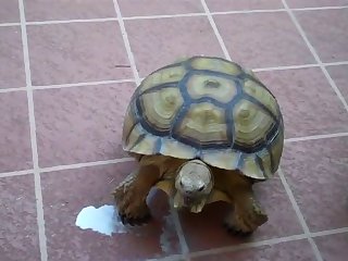 Animal Sex Woth Human