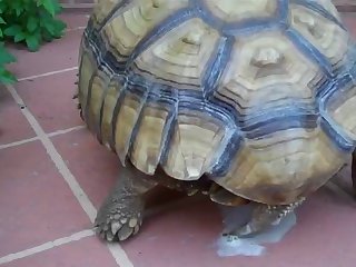 Animal Sex Woth Human