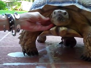 Animal Sex Woth Human