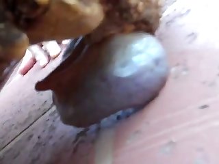 Animal Sex Woth Human