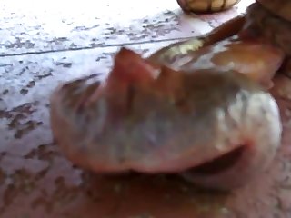 Animal Sex Woth Human