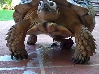 Animal Sex Woth Human