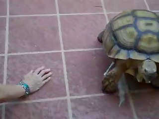 Animal Sex Woth Human