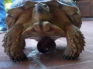 Animal Sex Woth Human