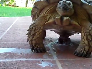 Animal Sex Woth Human