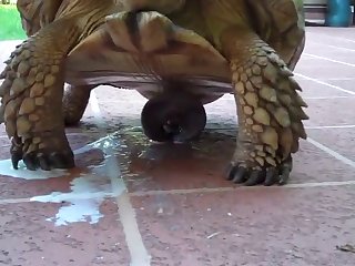 Animal Sex Woth Human