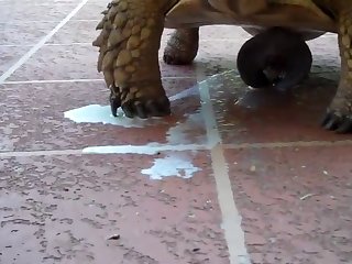 Animal Sex Woth Human
