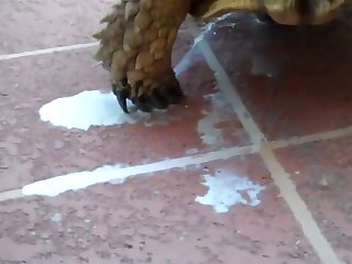 Animal Sex Woth Human
