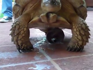 Animal Sex Woth Human