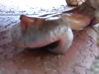 Animal Sex Woth Human