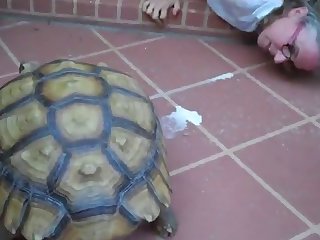 Animal Sex Woth Human