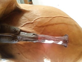 Under Horse Beastforum Geles Masturbation