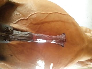 Under Horse Beastforum Geles Masturbation